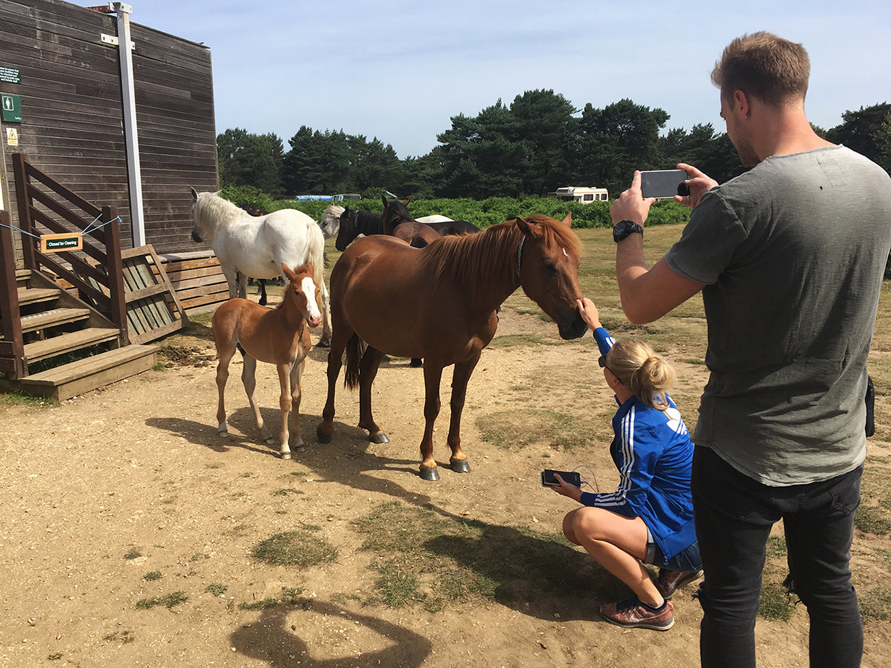 New Forest Camp