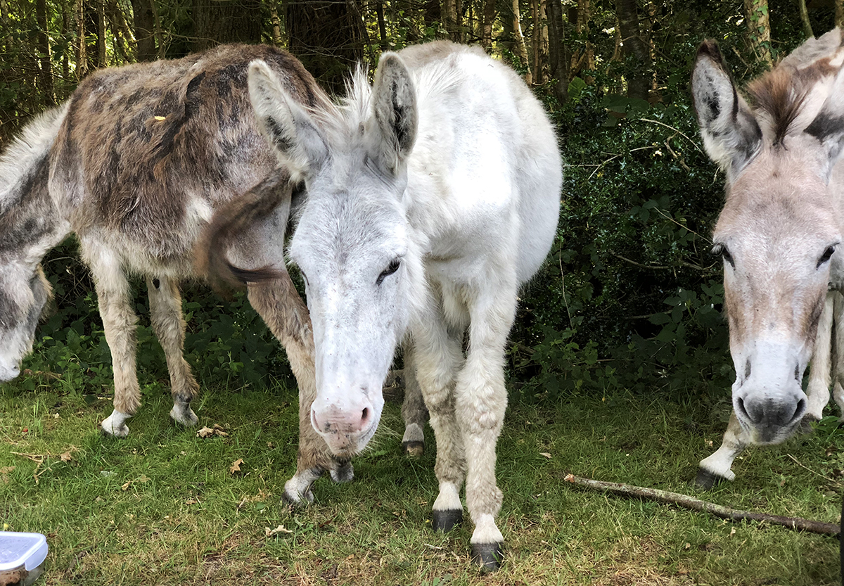 New Forest Camp