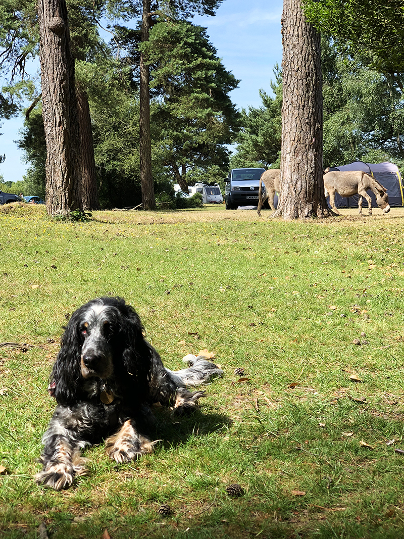 New Forest Camp