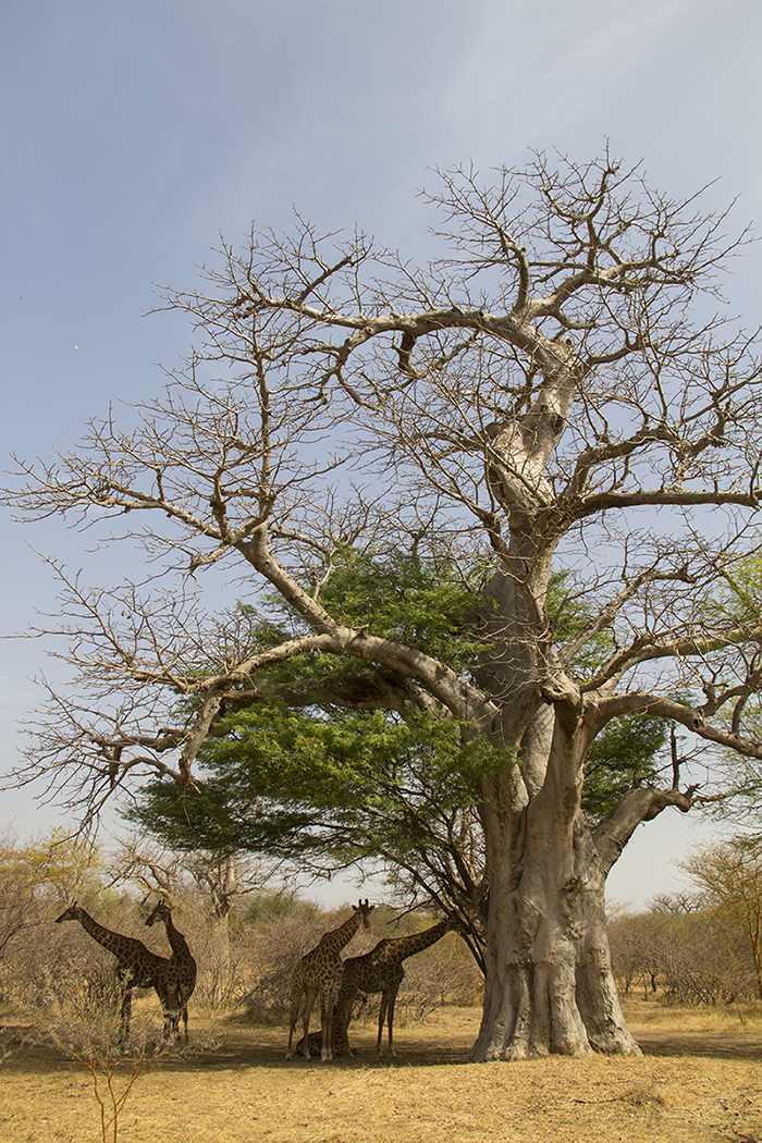 Reserve de Bandia Senegal
